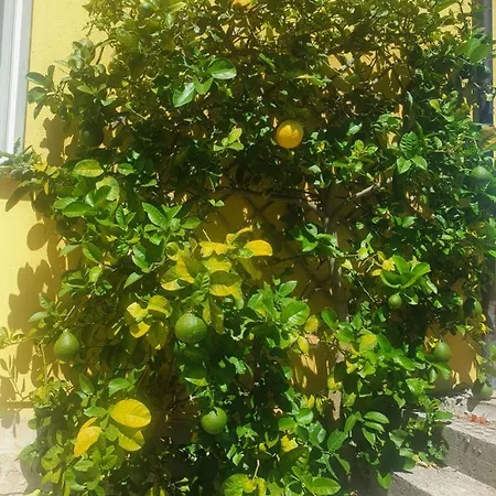 La Casina - Il Cedro Castelnuovo Magra